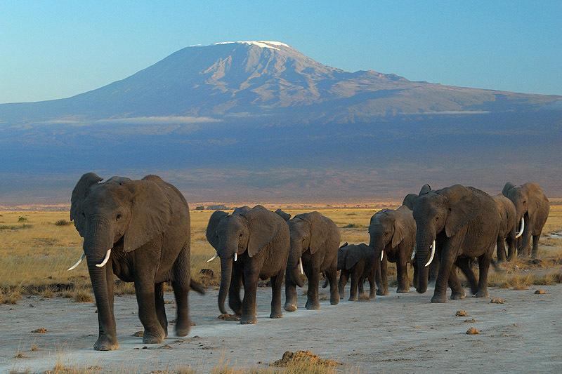 Maasai Simba Camp Hotel Amboseli Exterior foto