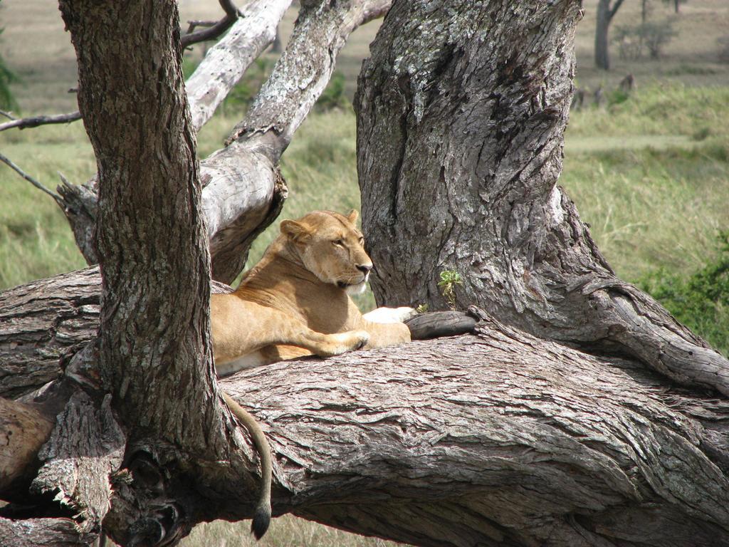Maasai Simba Camp Hotel Amboseli Exterior foto